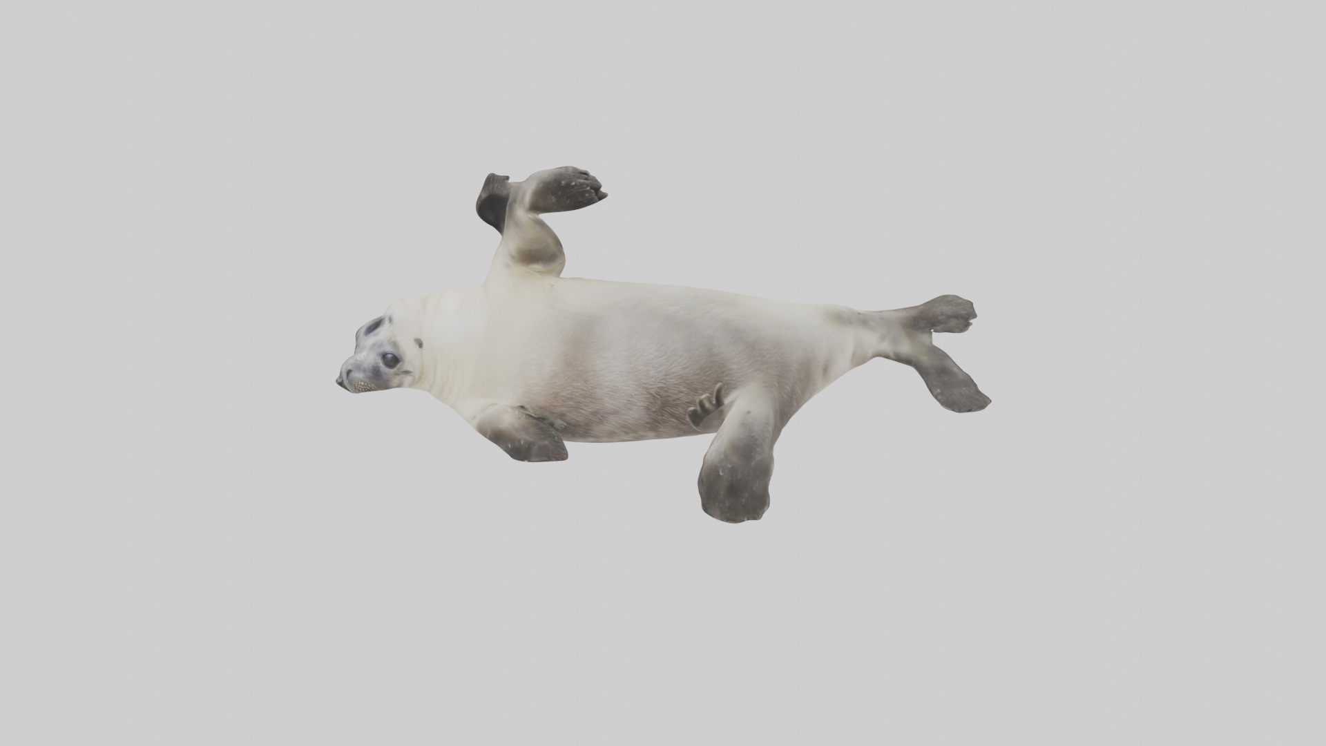 Seal pup playing model 3D model_16