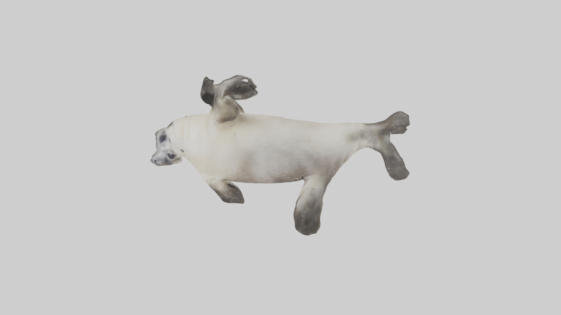 Seal pup playing model 3D model_14