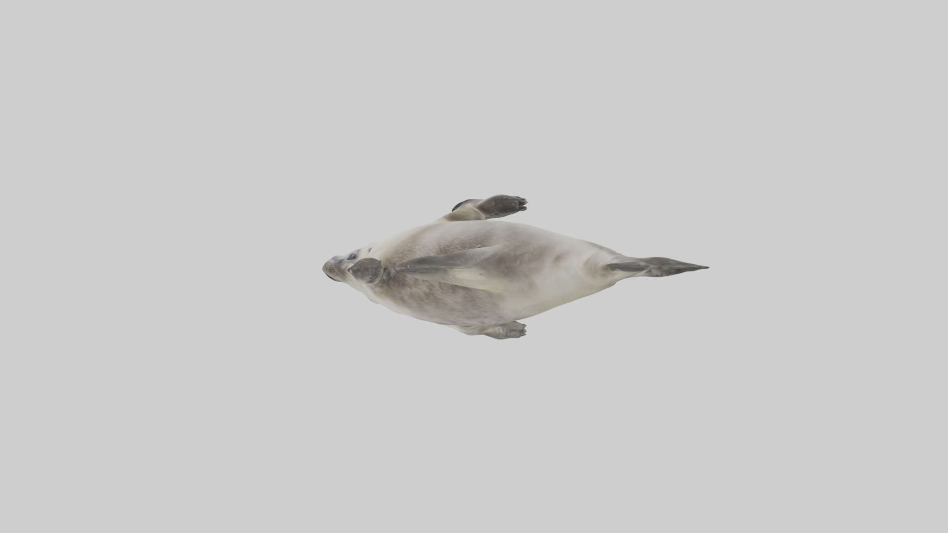 Seal pup playing model 3D model_10