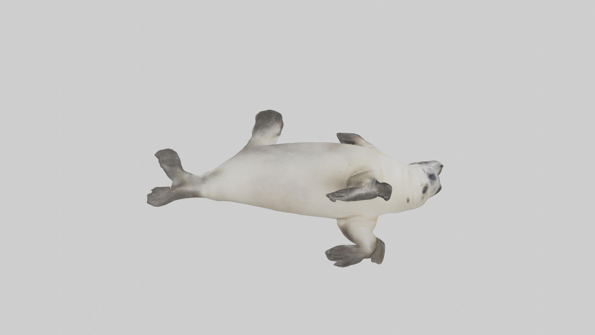 Seal pup playing model 3D model_15