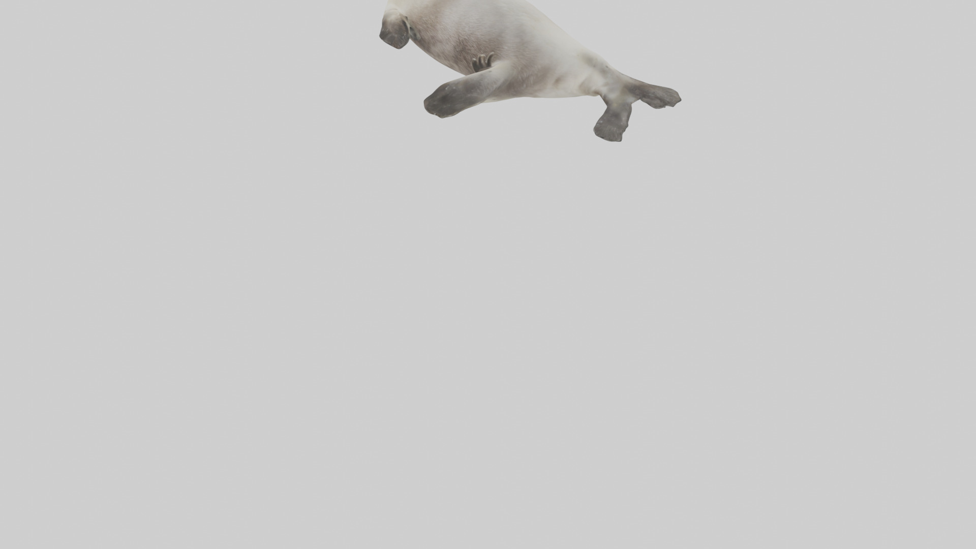 Seal pup playing model 3D model_5