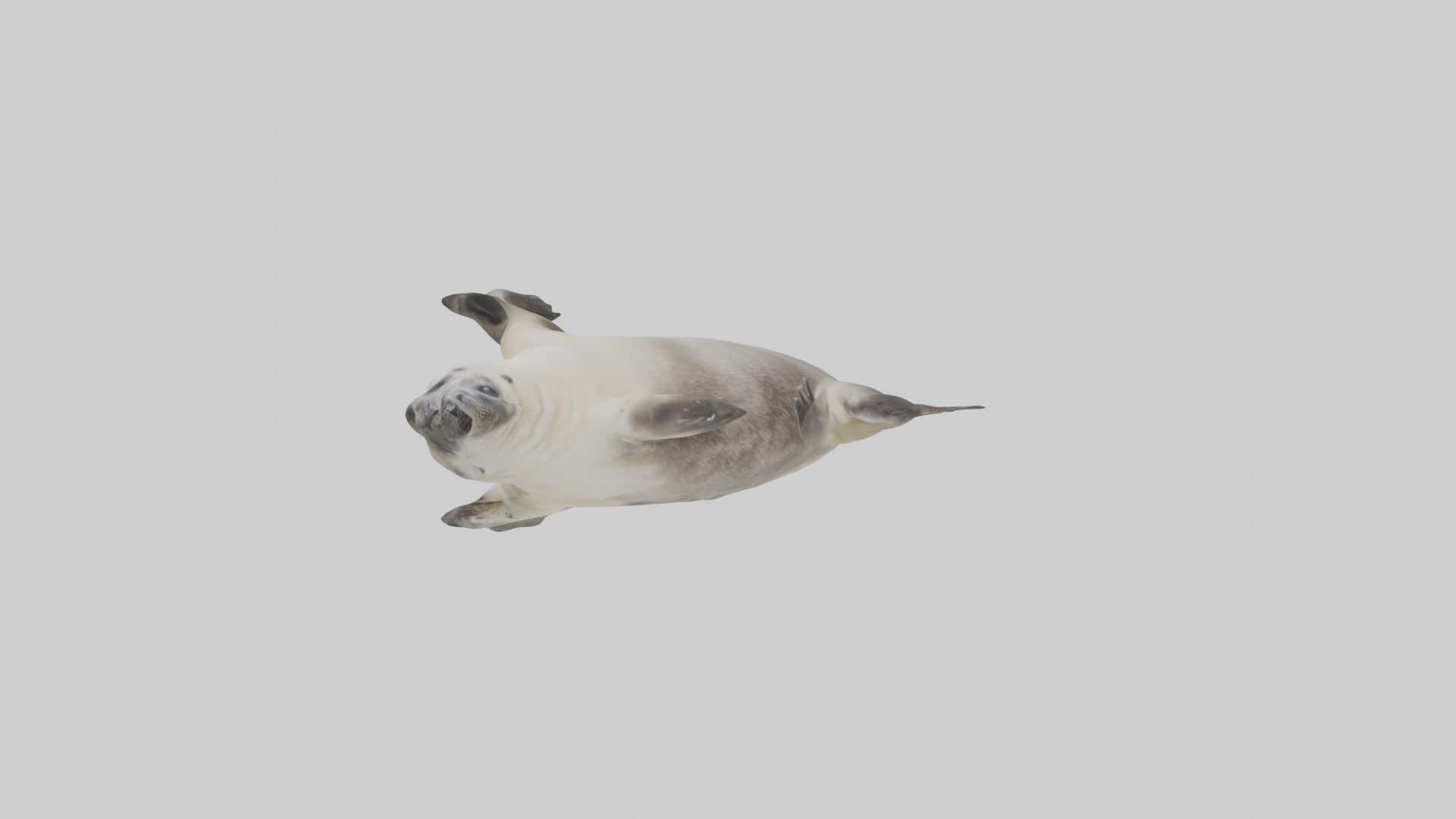 Seal pup playing model 3D model_7