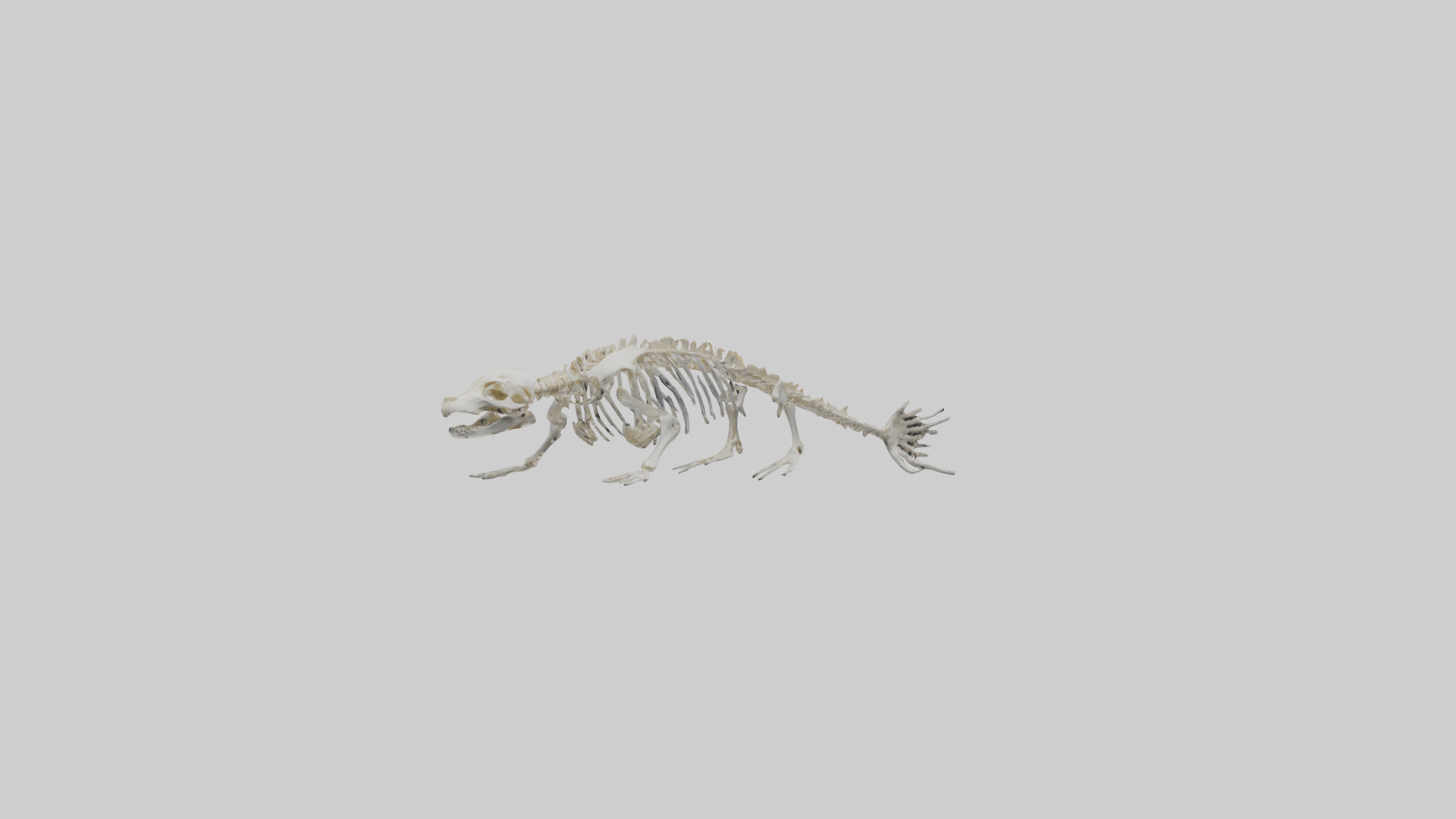 Seal Skeleton model 3D model_3
