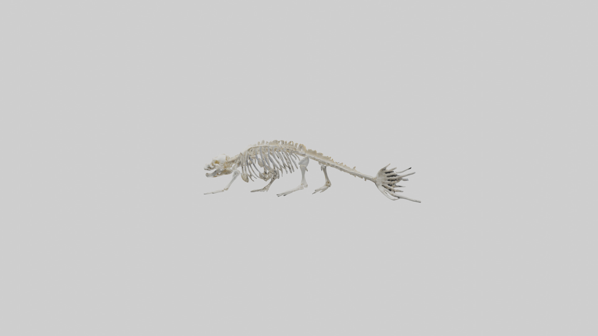 Seal Skeleton model 3D model_11