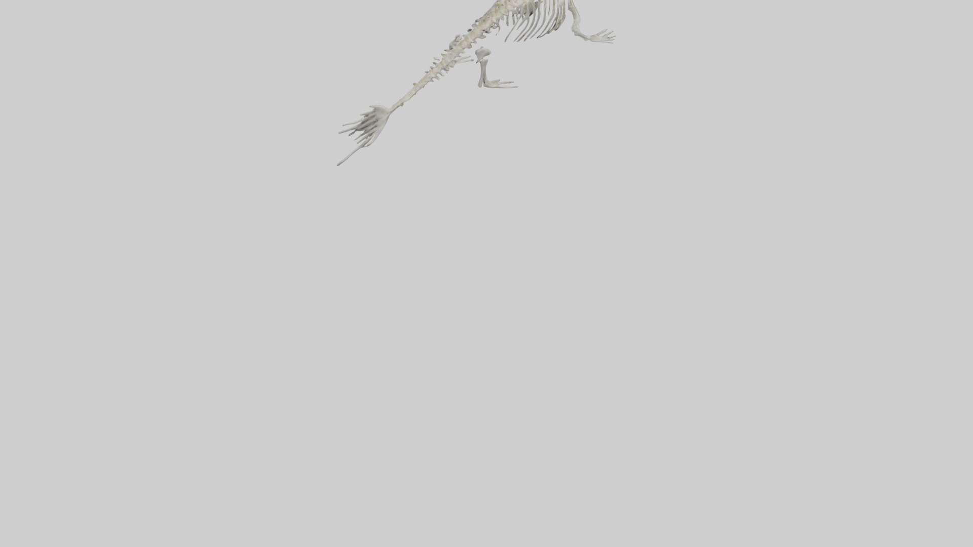 Seal Skeleton model 3D model_6