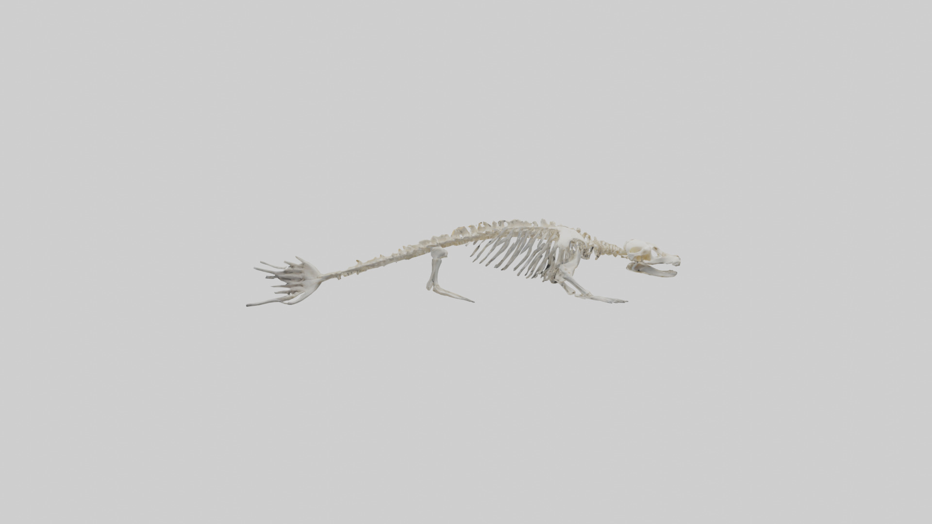 Seal Skeleton model 3D model_12