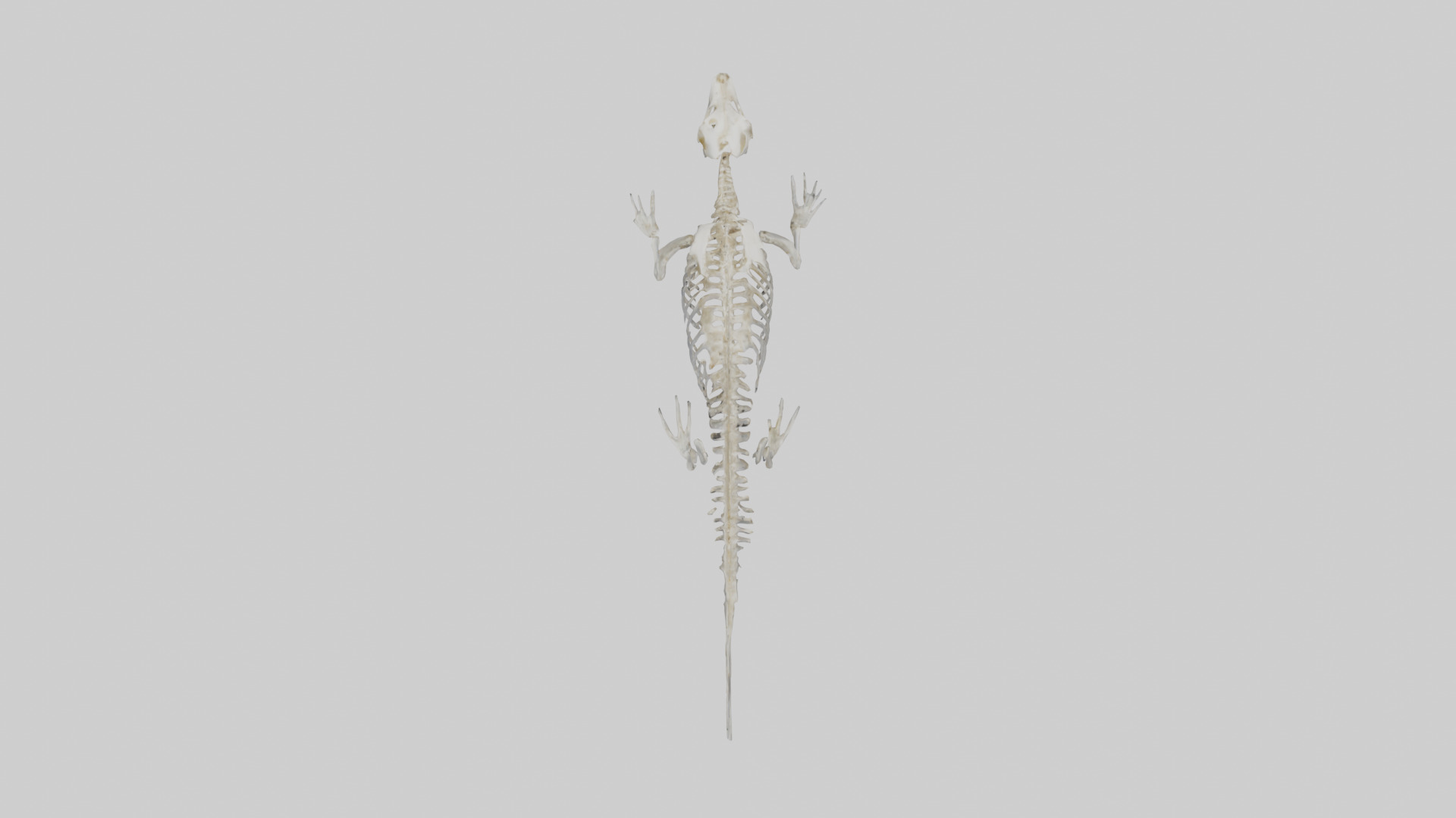 Seal Skeleton model 3D model_14
