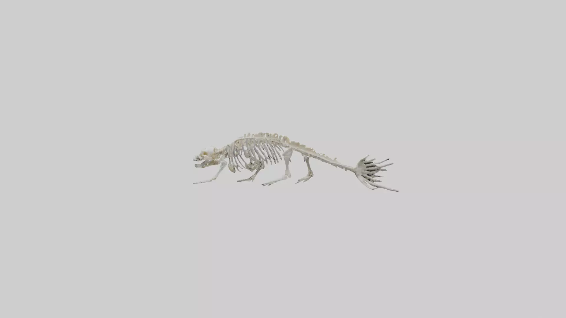 Seal Skeleton model 3D model_0