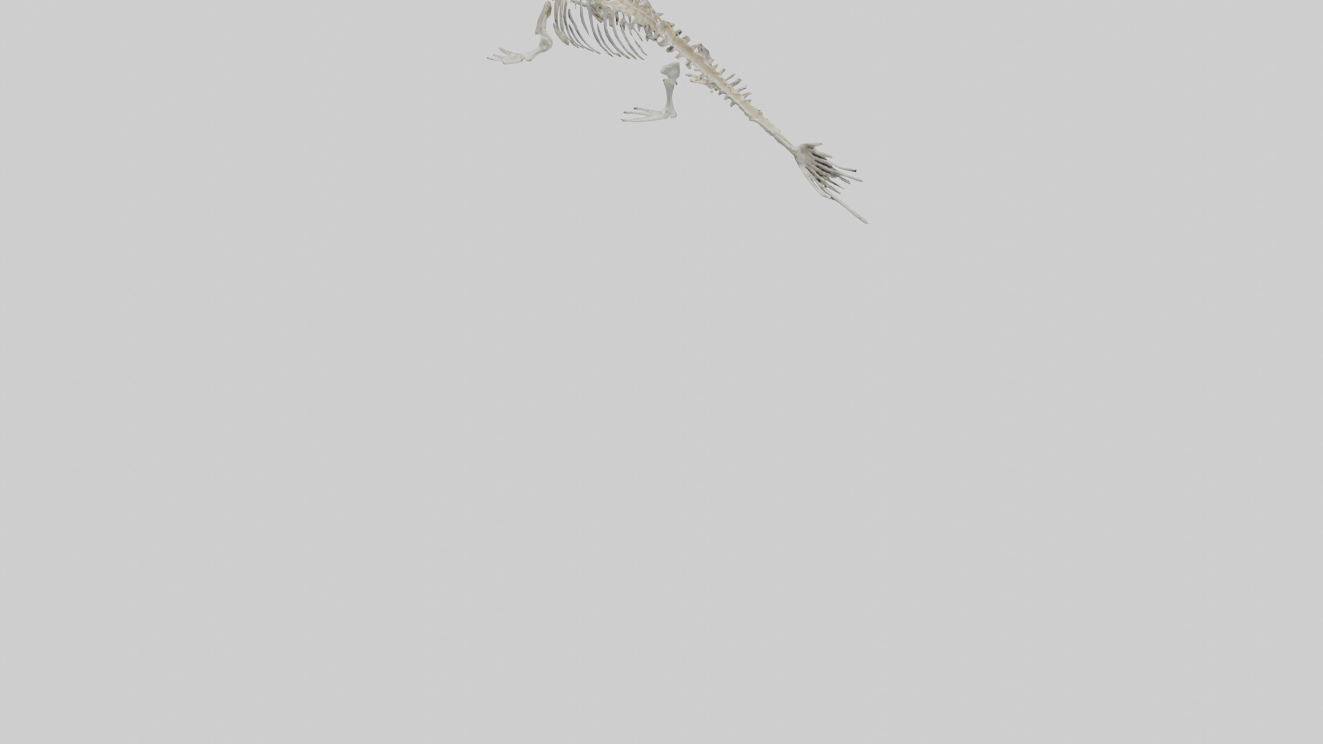 Seal Skeleton model 3D model_7
