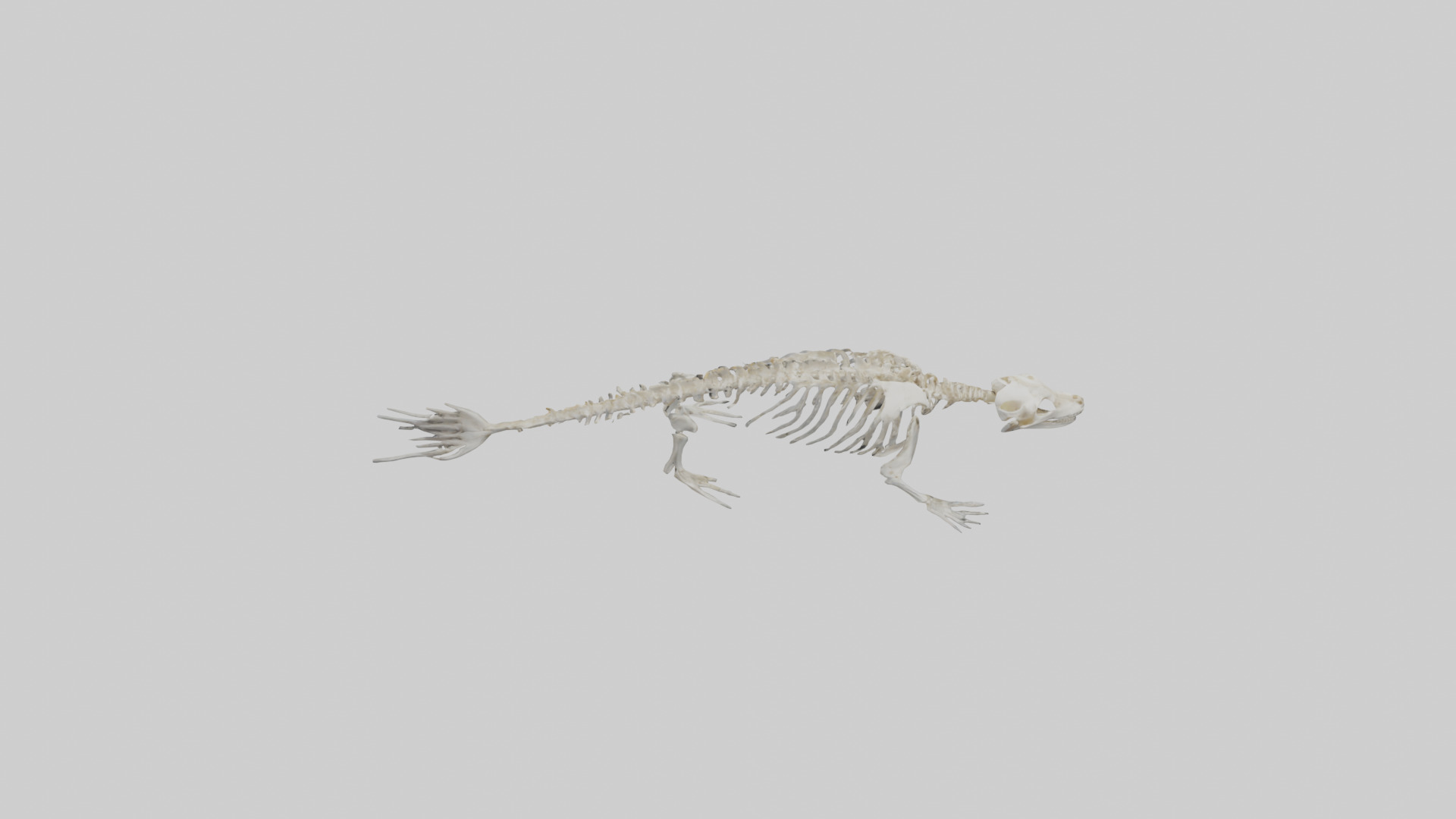 Seal Skeleton model 3D model_17