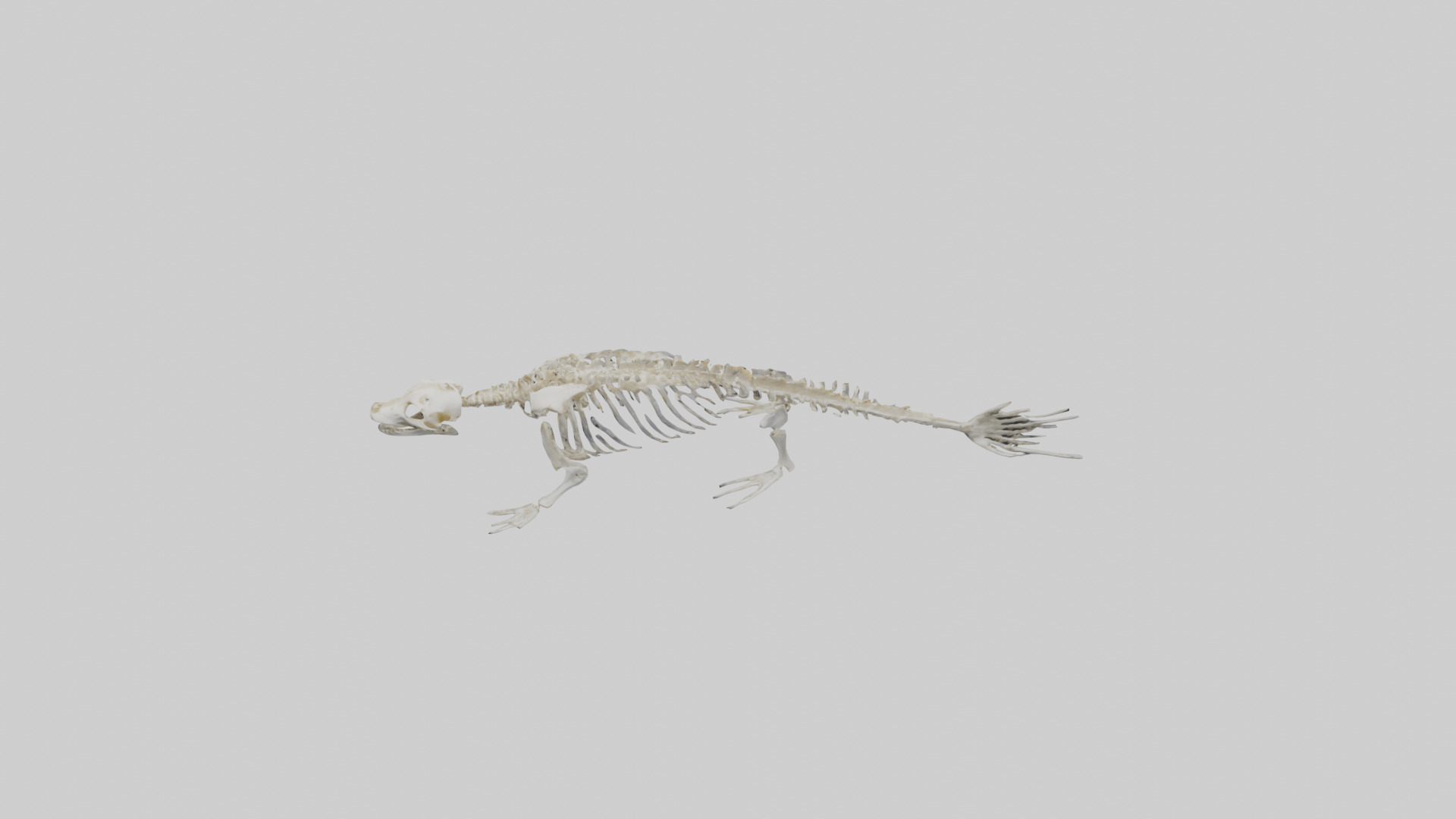 Seal Skeleton model 3D model_18