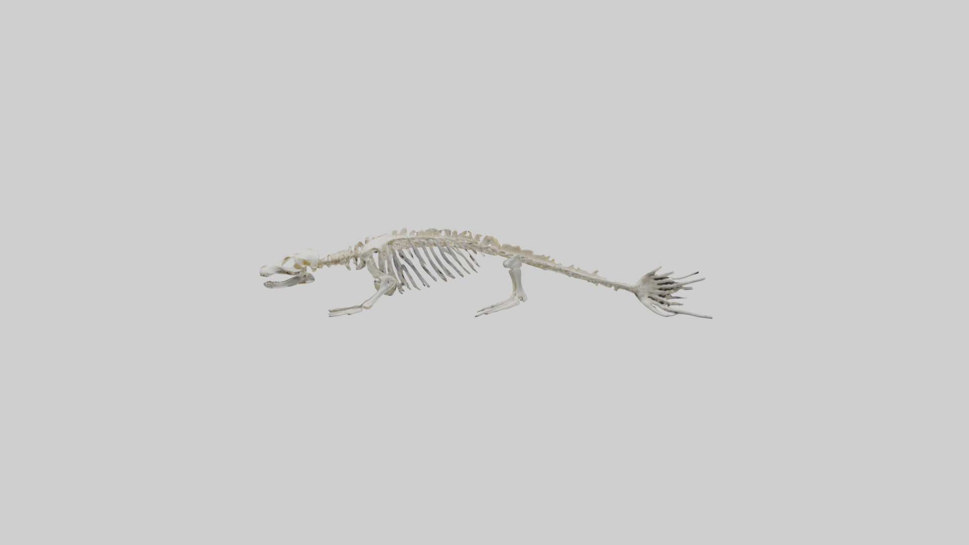 Seal Skeleton model 3D model_13