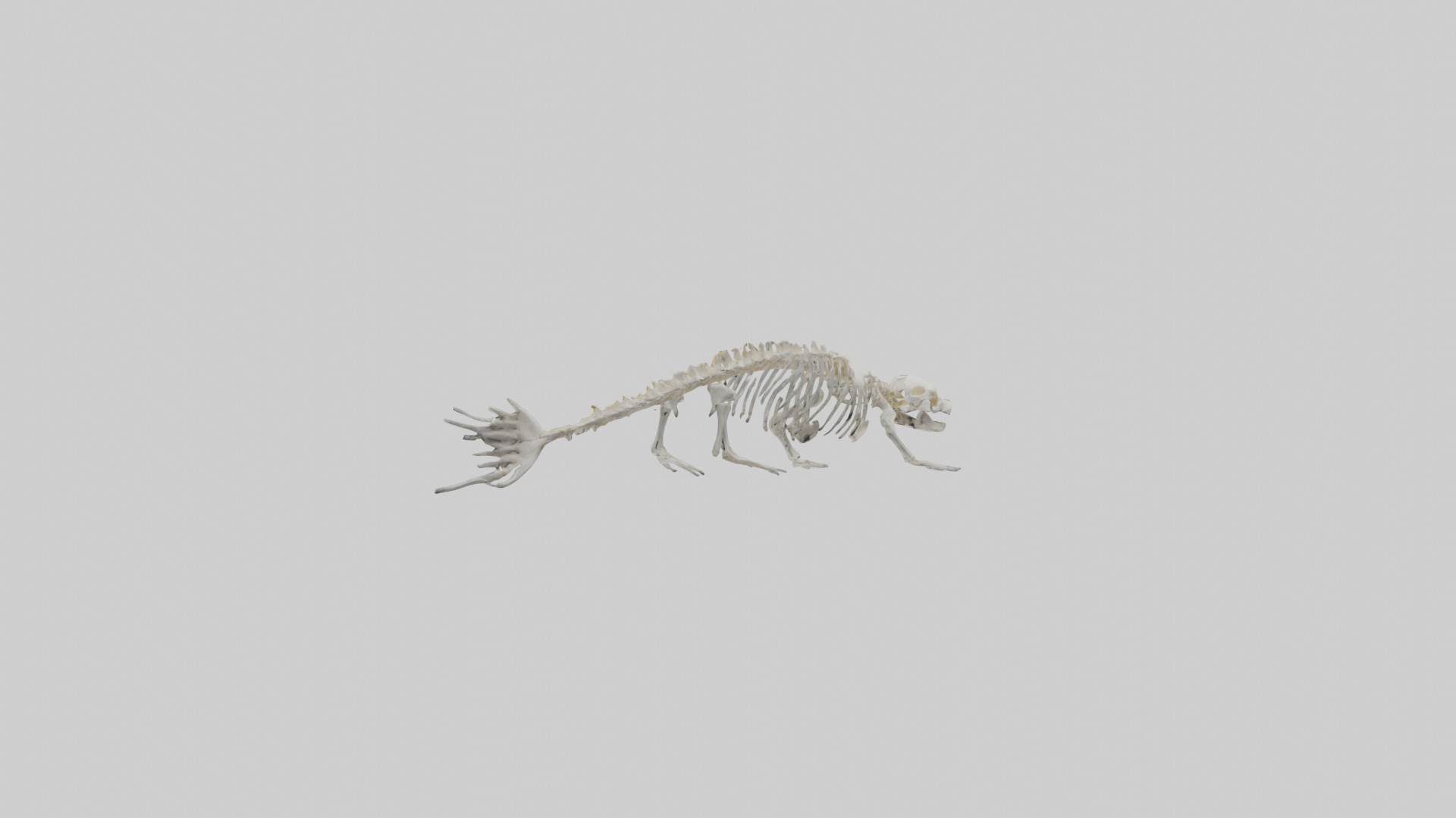 Seal Skeleton model 3D model_10