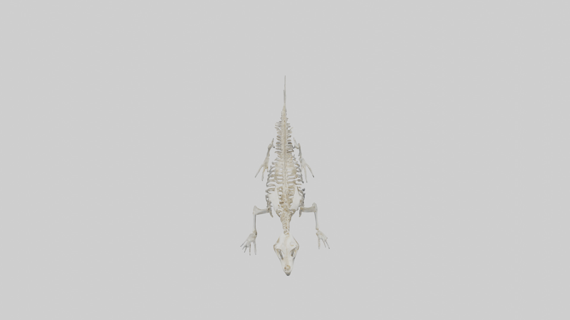 Seal Skeleton model 3D model_15