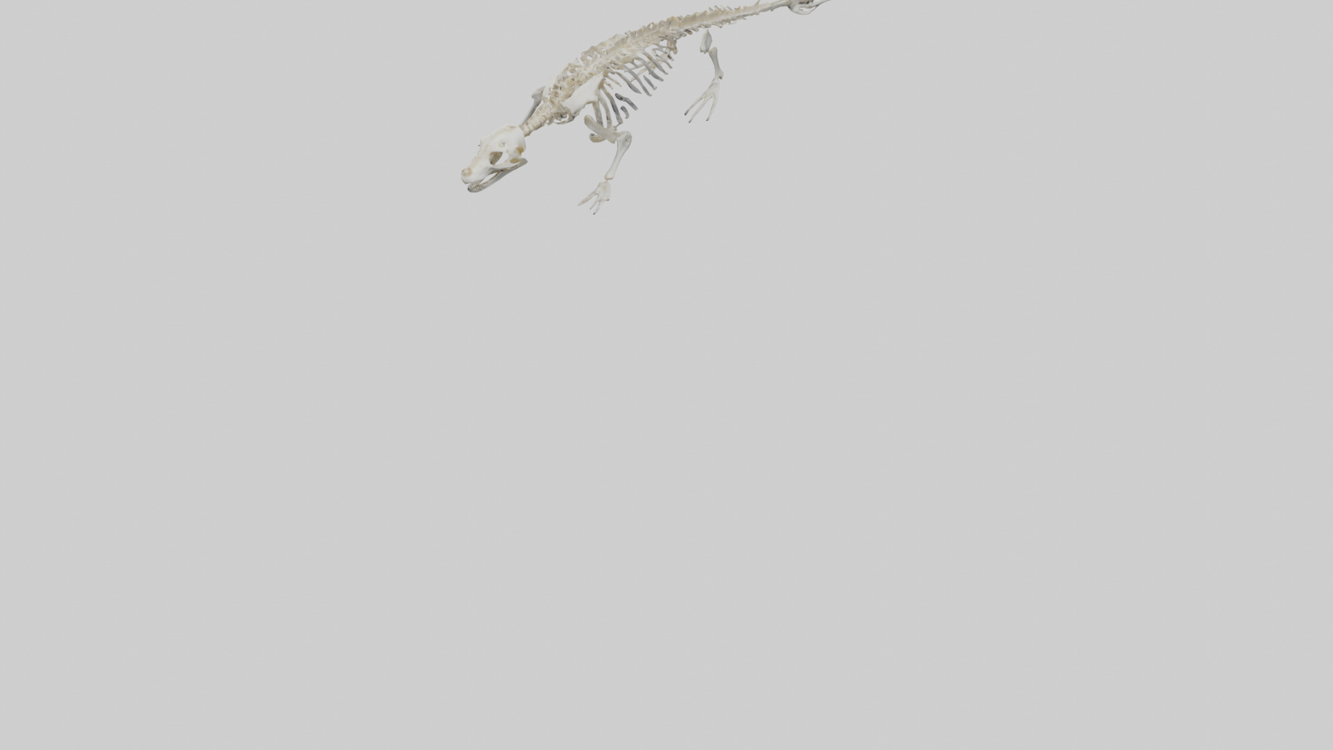 Seal Skeleton model 3D model_5
