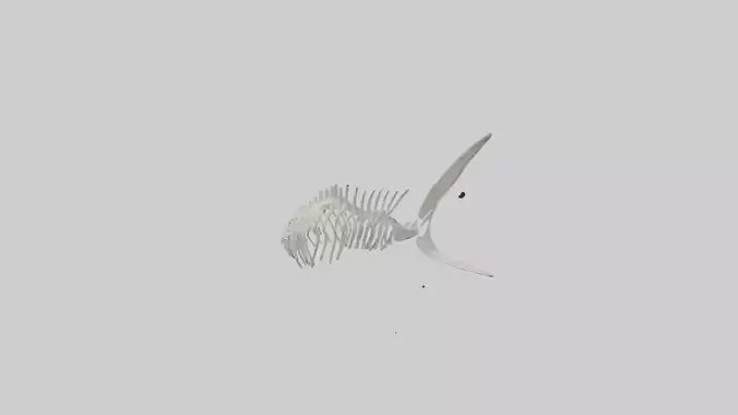 Shark Fin Skeleton model