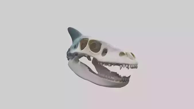 Shark Skull
