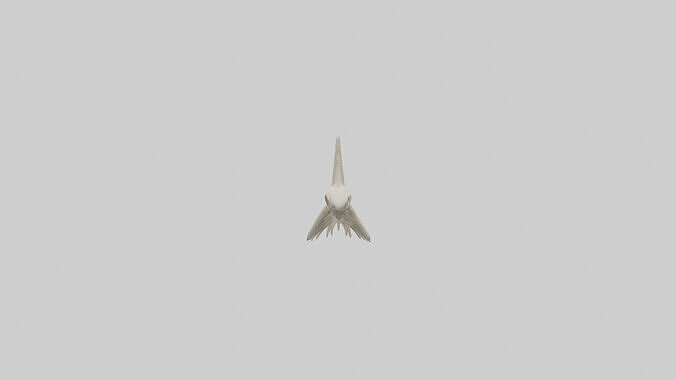 Shark Tooth Skeleton model 3D model
