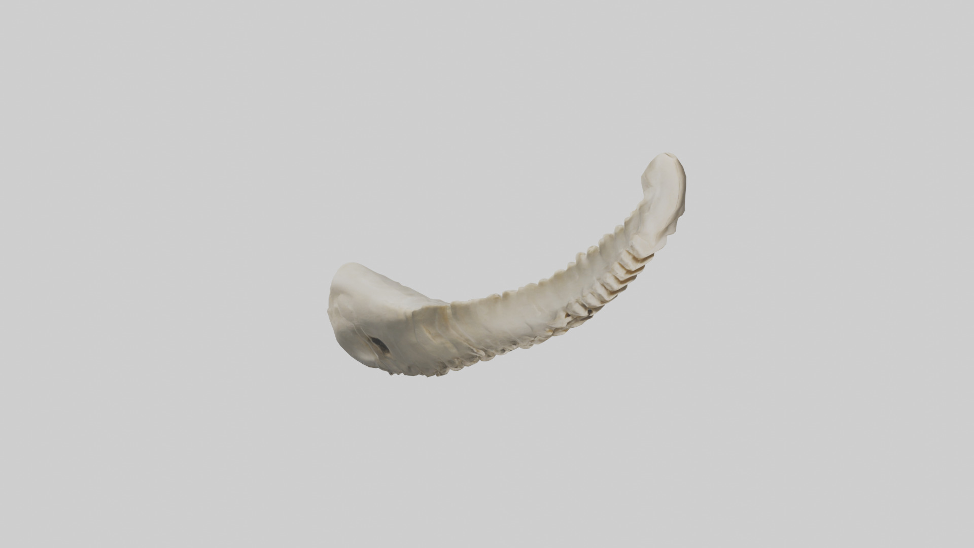 Shark Vertebrae 3D model_8