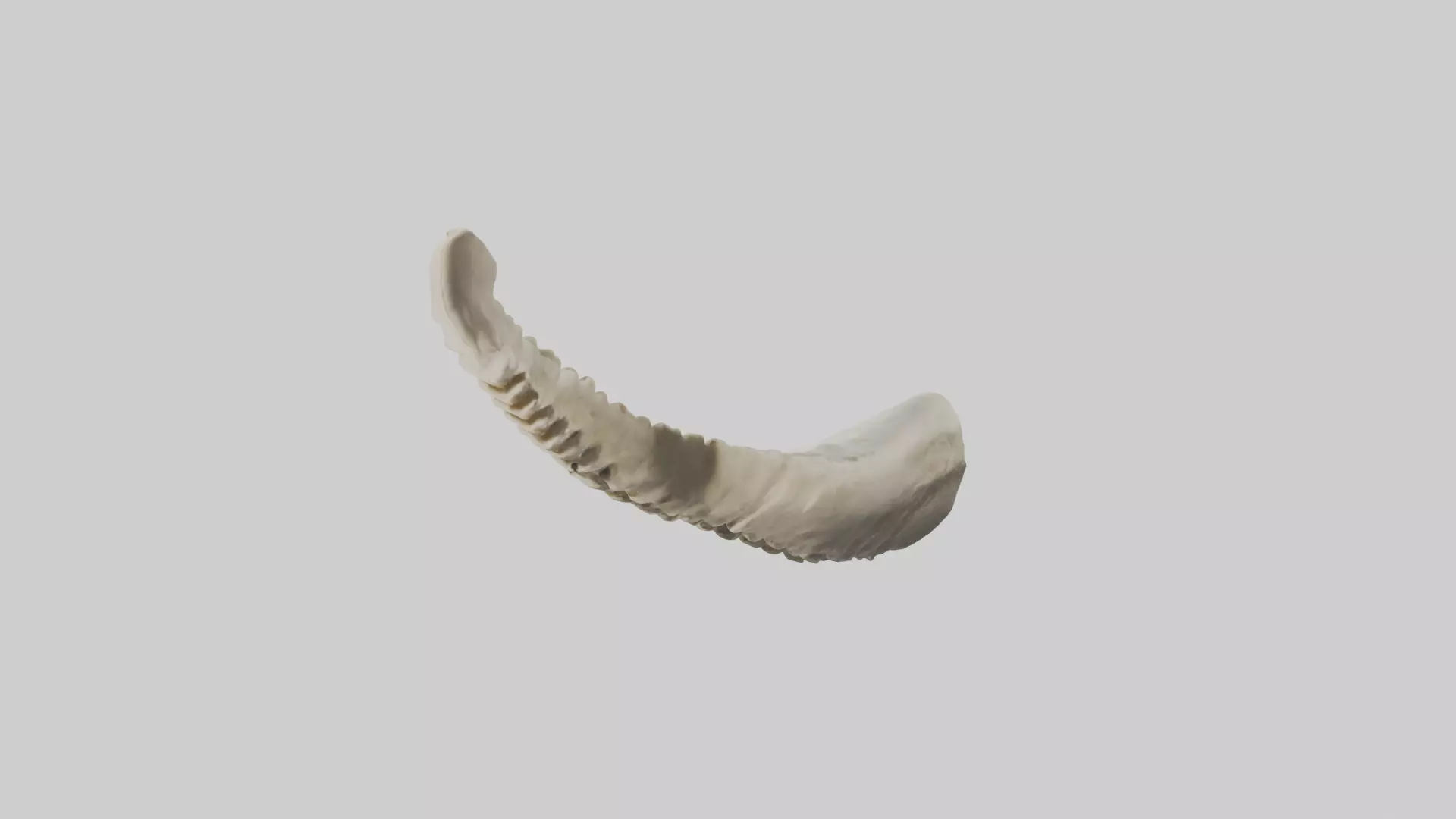 Shark Vertebrae 3D model_0