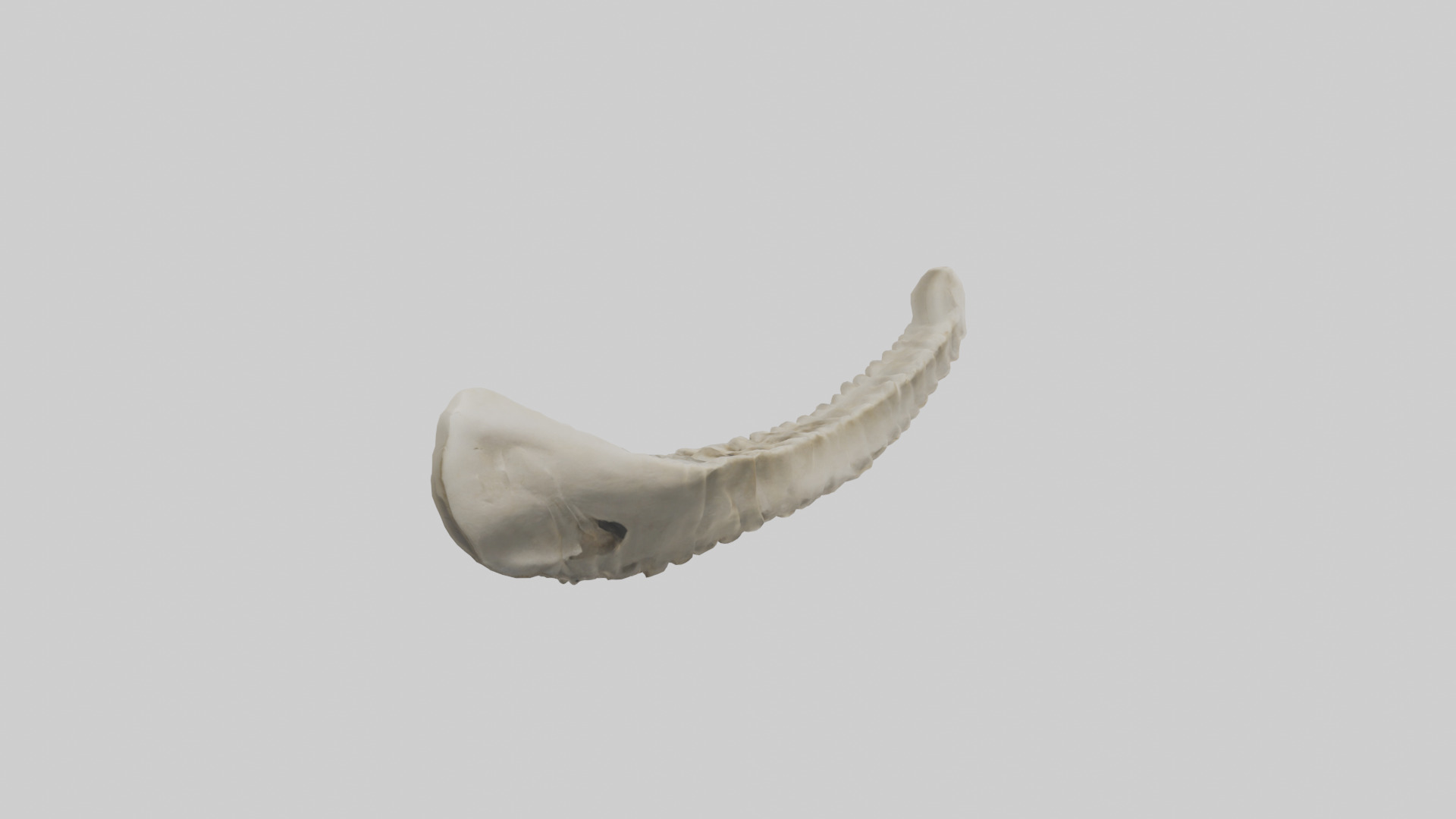 Shark Vertebrae 3D model_3