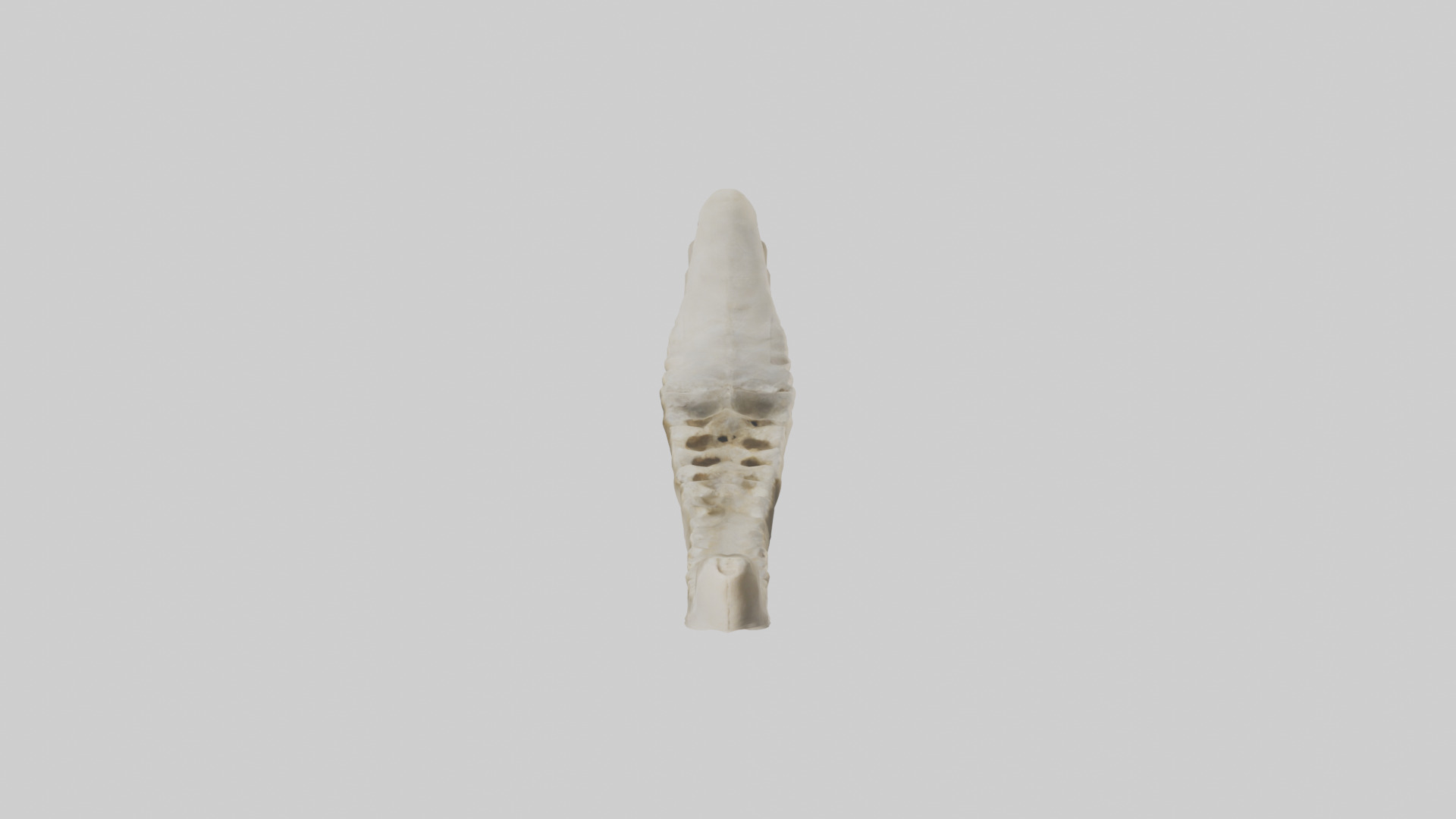 Shark Vertebrae 3D model_16