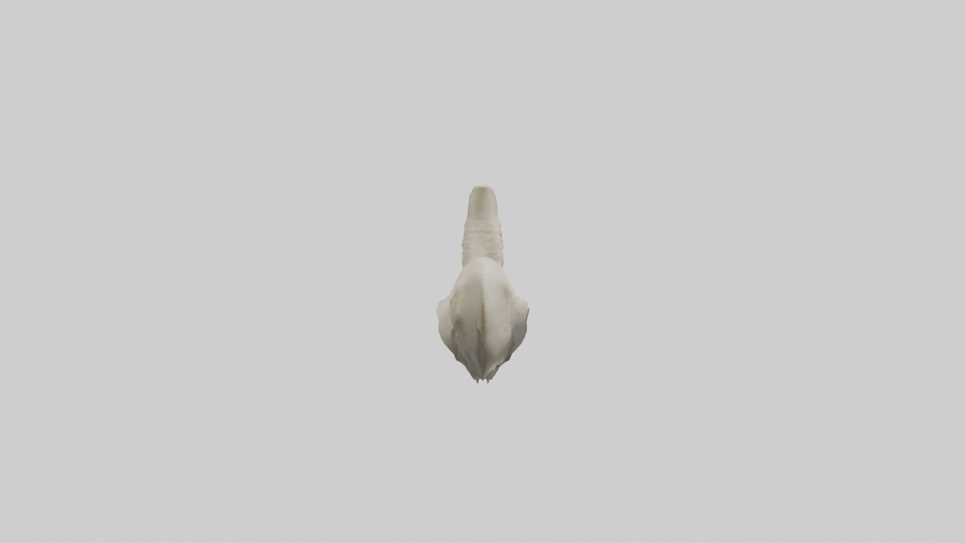 Shark Vertebrae 3D model_1