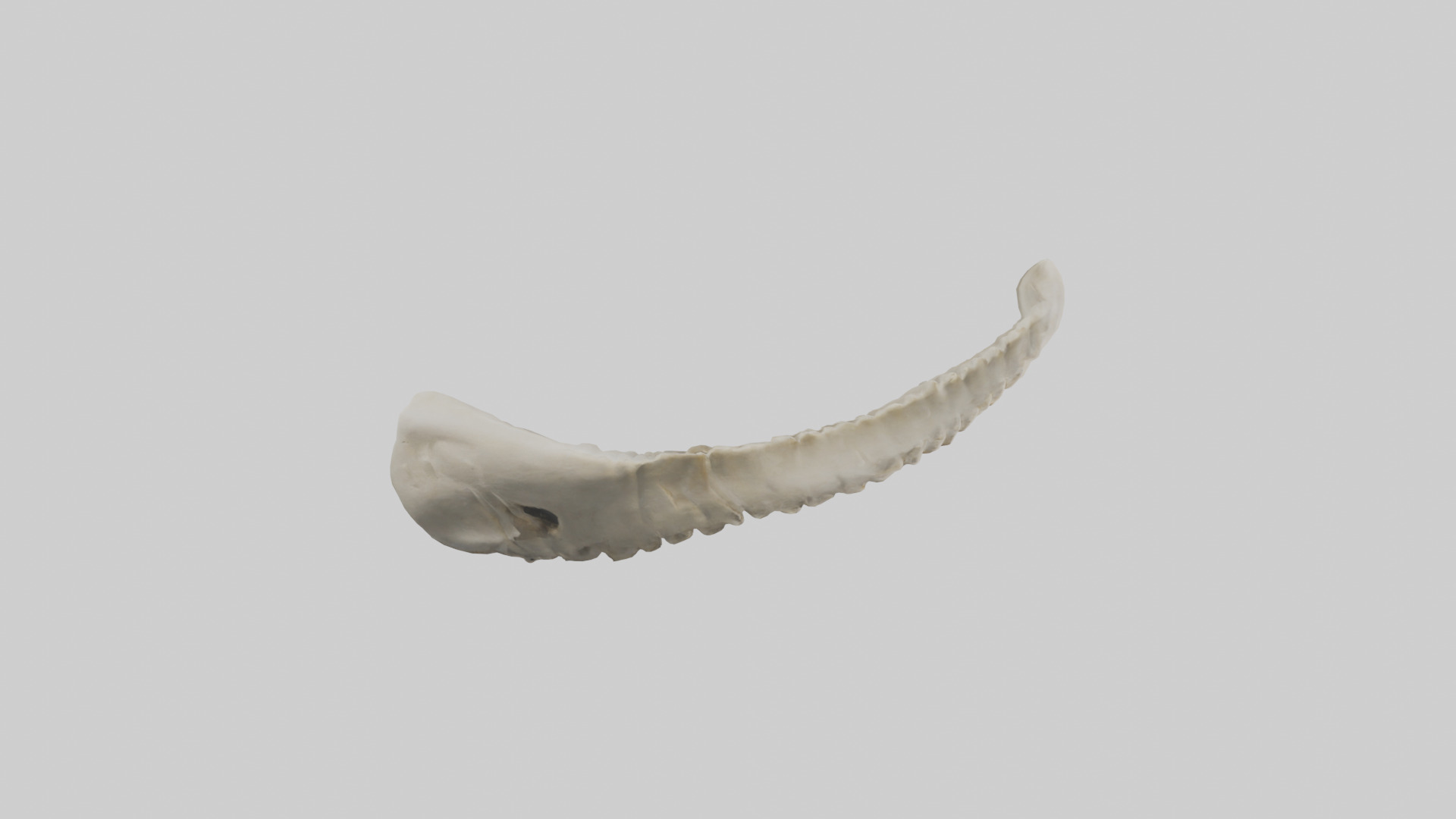 Shark Vertebrae 3D model_13
