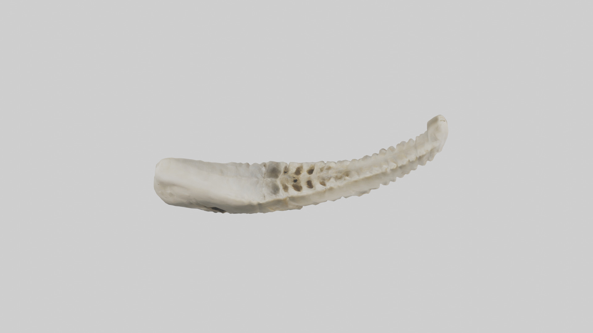 Shark Vertebrae 3D model_18
