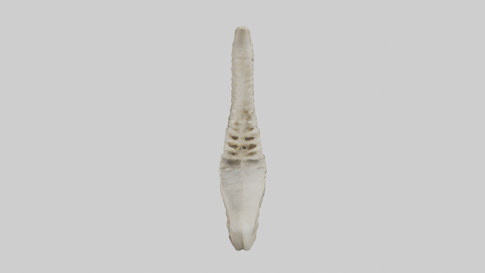 Shark Vertebrae 3D model_15