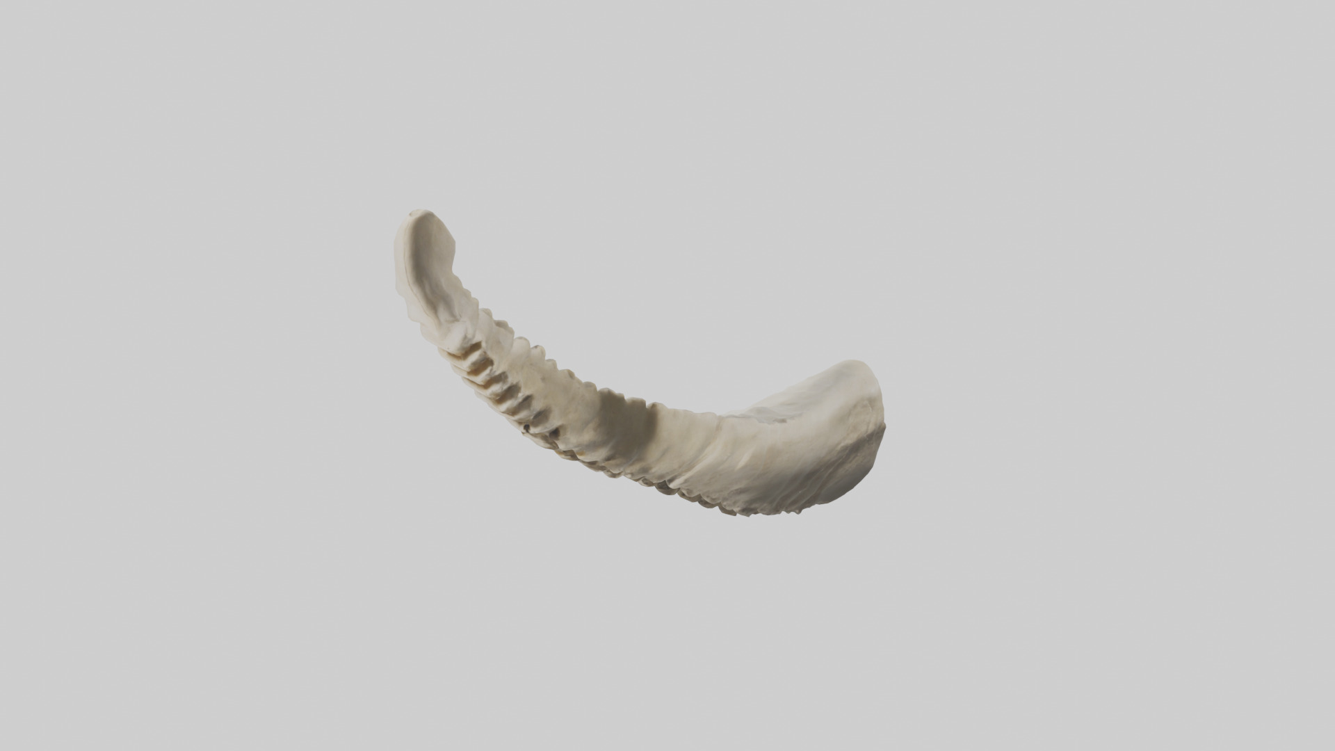 Shark Vertebrae 3D model_10