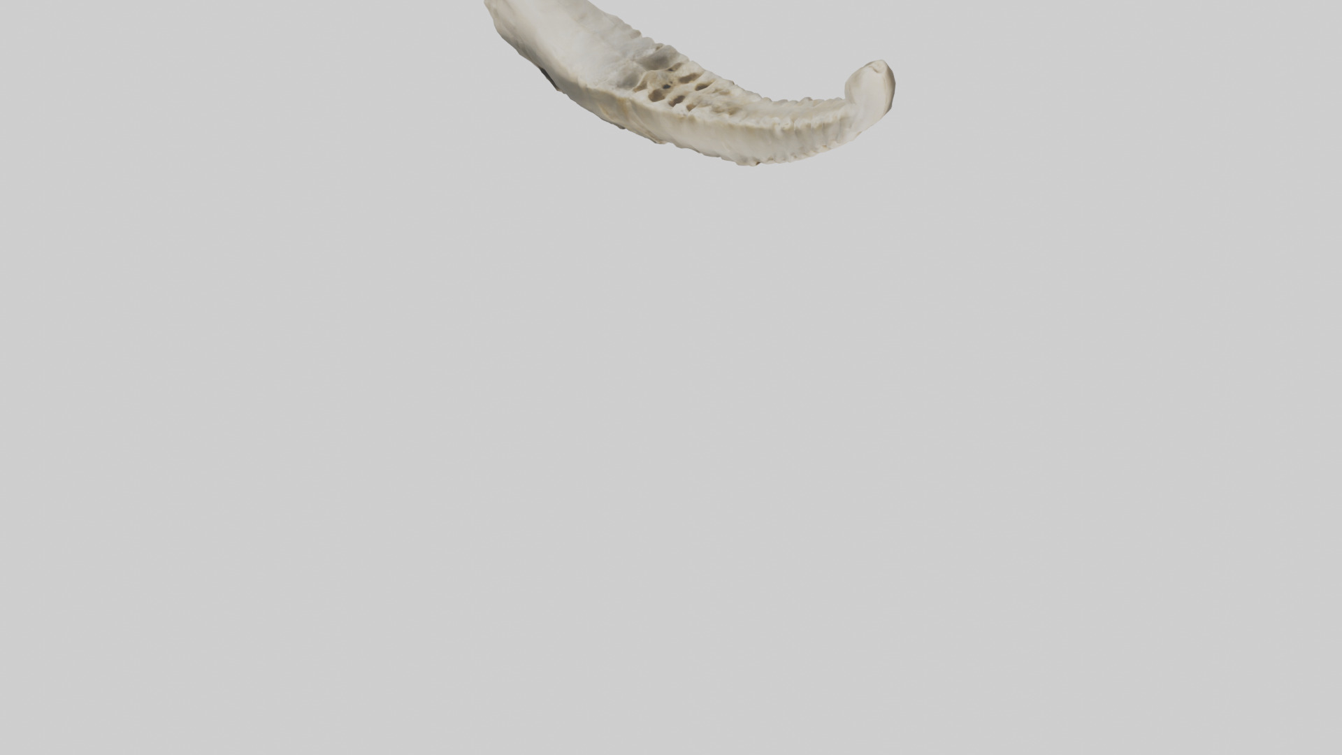 Shark Vertebrae 3D model_7