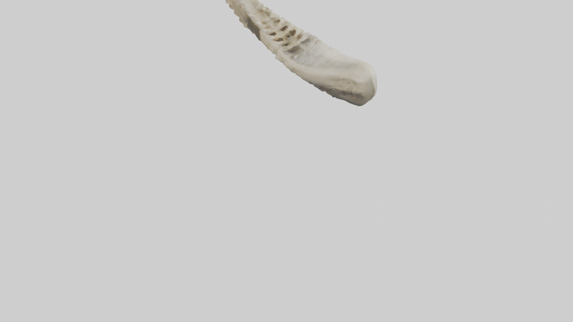 Shark Vertebrae 3D model_4