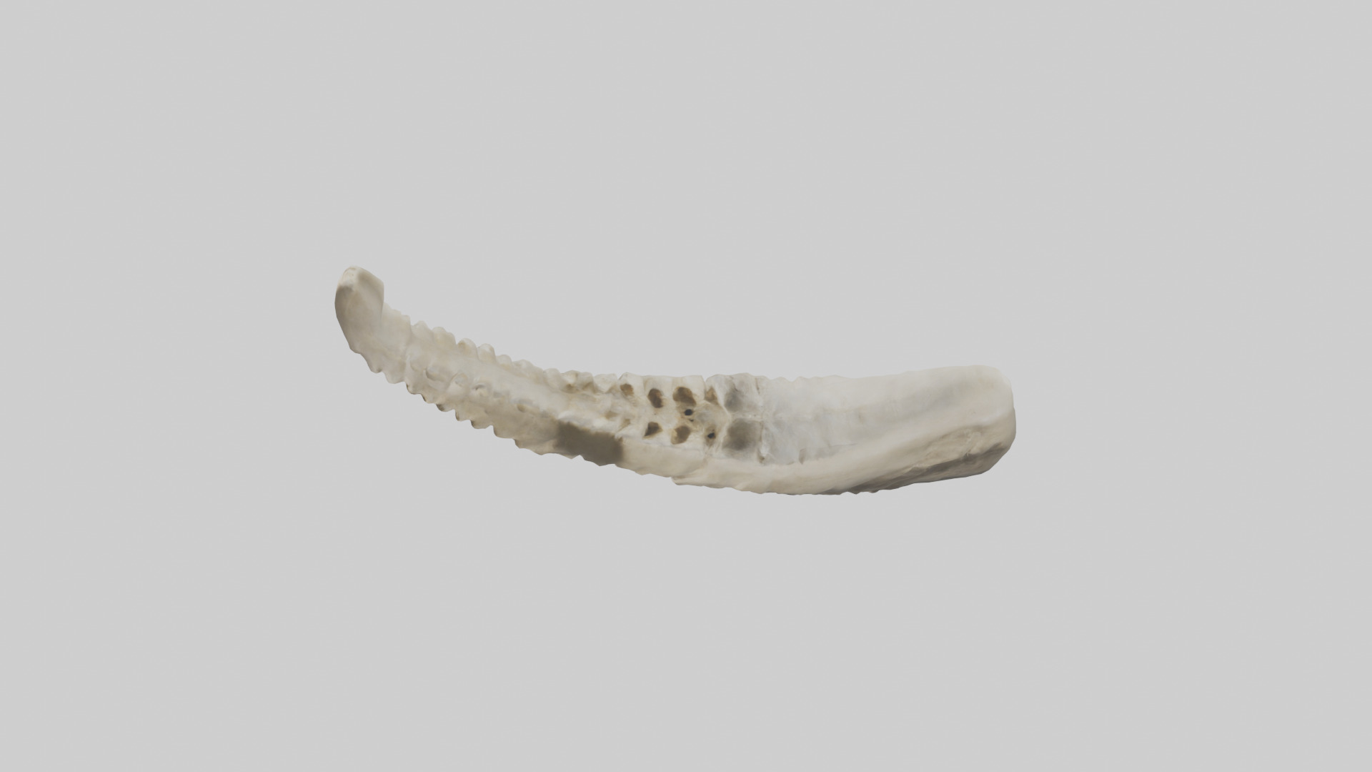 Shark Vertebrae 3D model_17