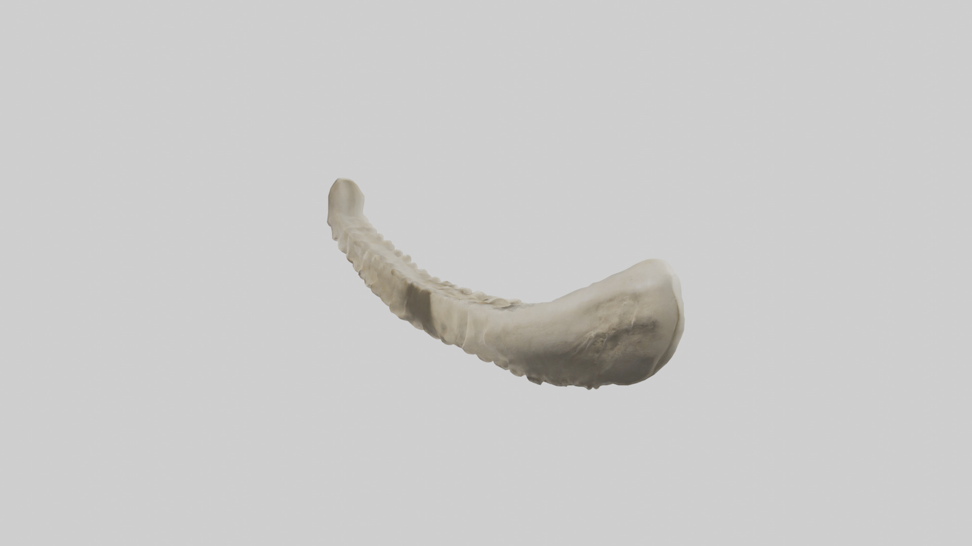 Shark Vertebrae 3D model_2