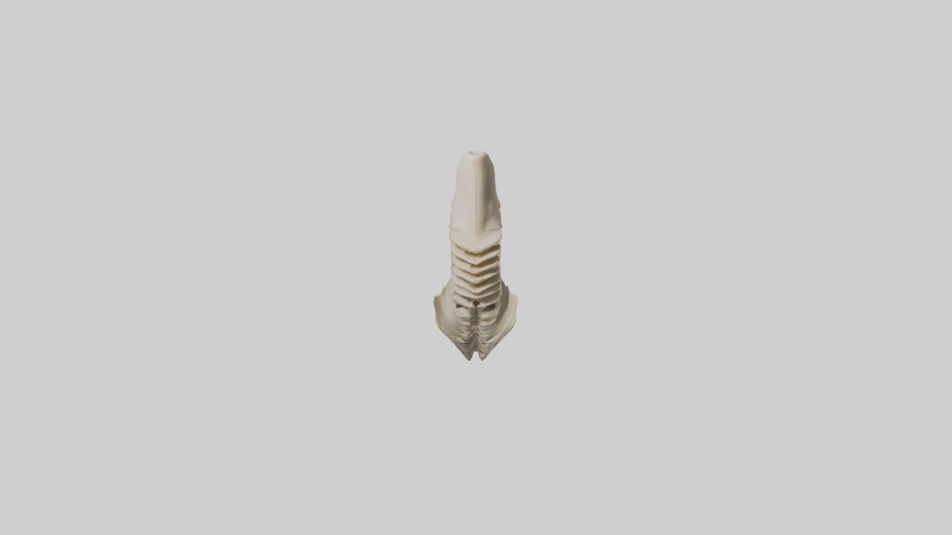 Shark Vertebrae 3D model_9