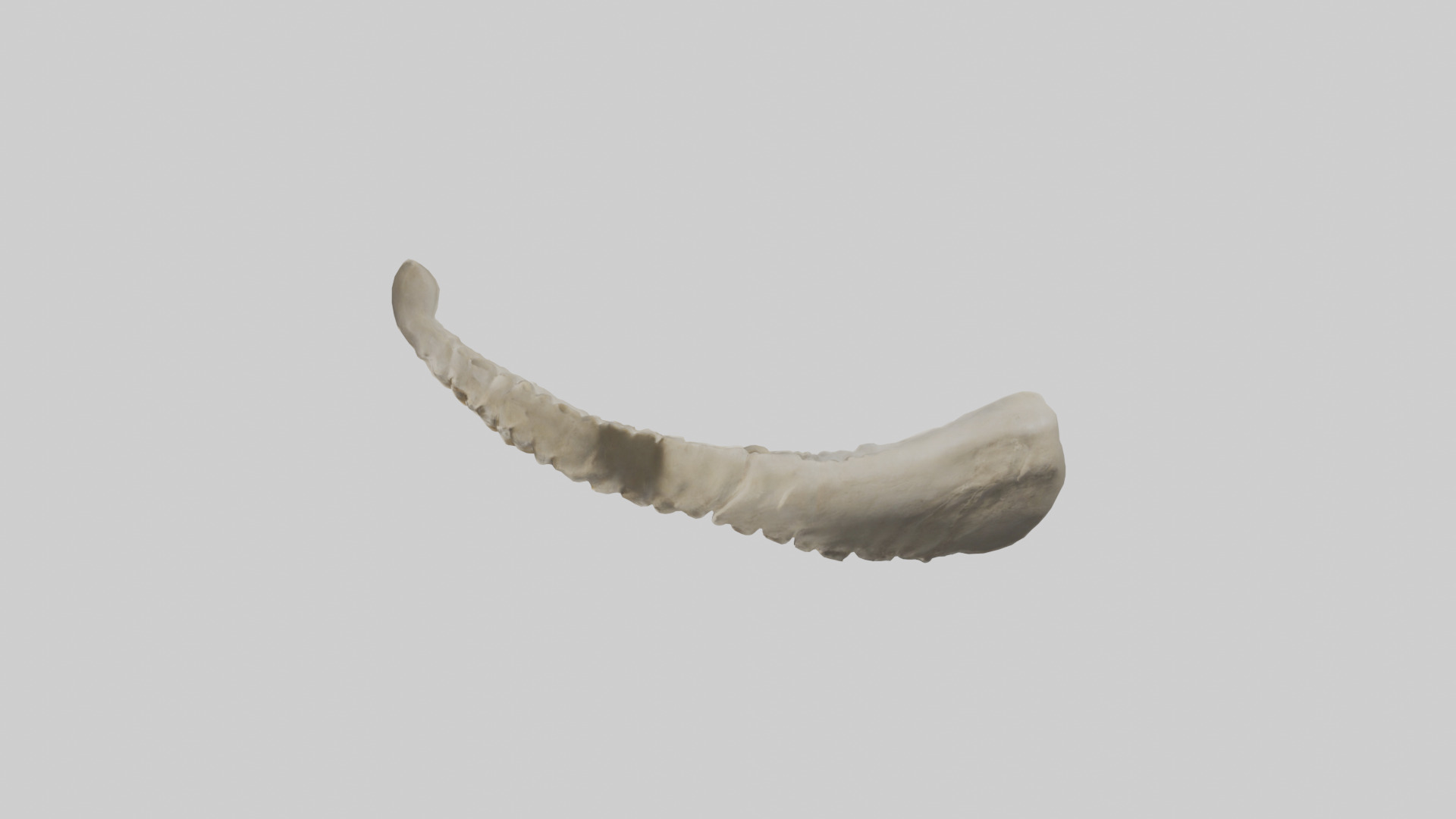 Shark Vertebrae 3D model_12