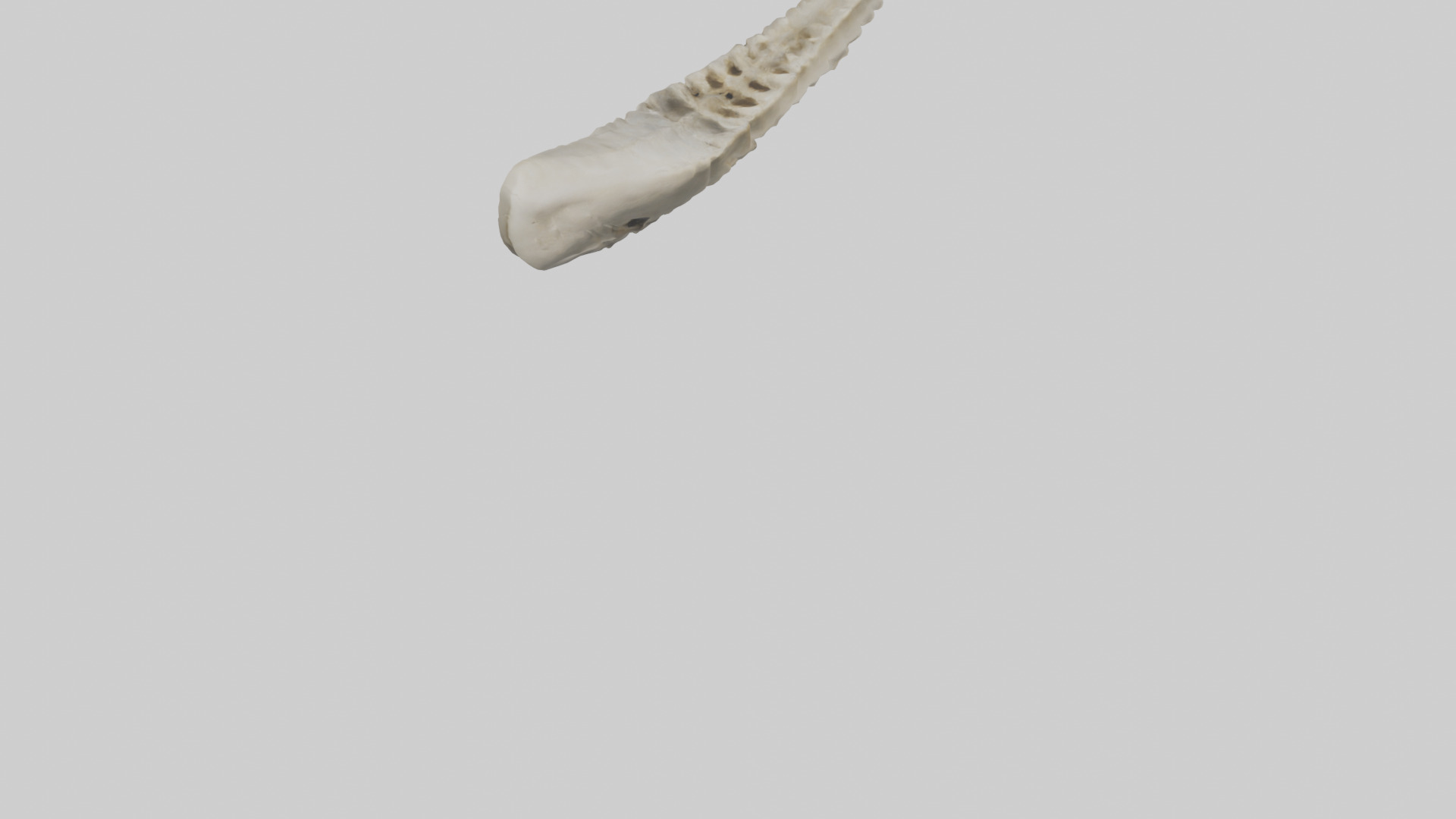 Shark Vertebrae 3D model_5