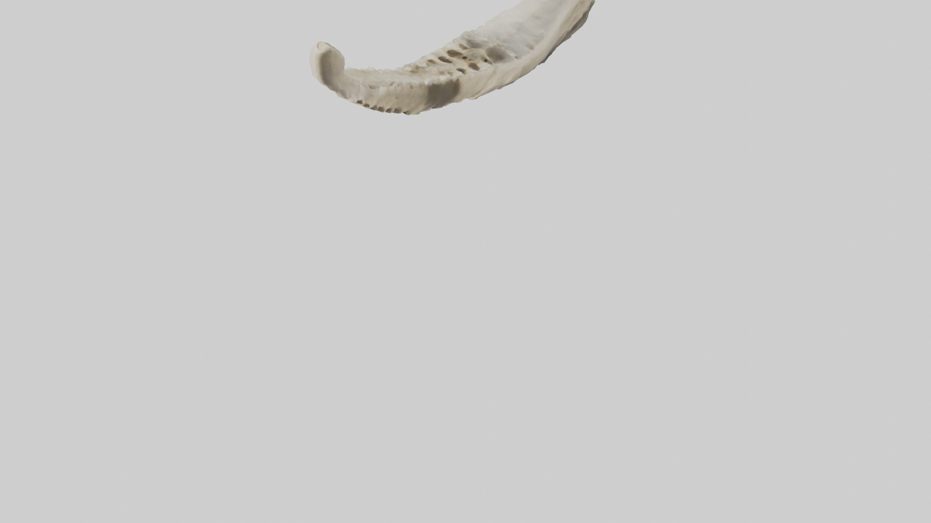 Shark Vertebrae 3D model_6