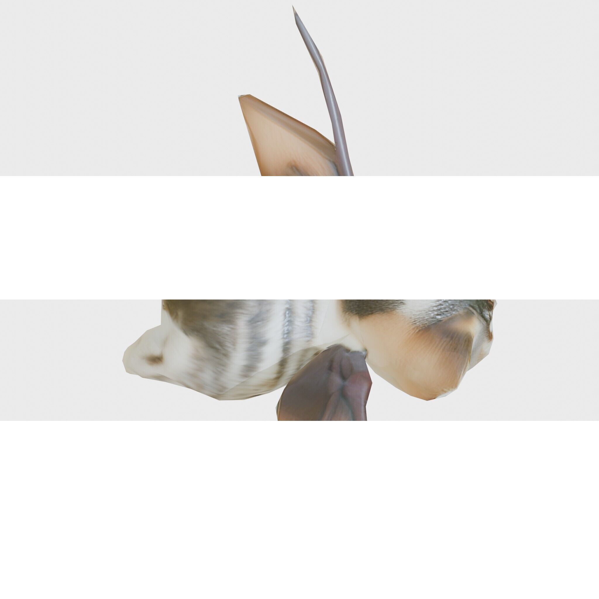 Flying Cat Bat Hybrid Creature model pack Low-poly 3D model_20