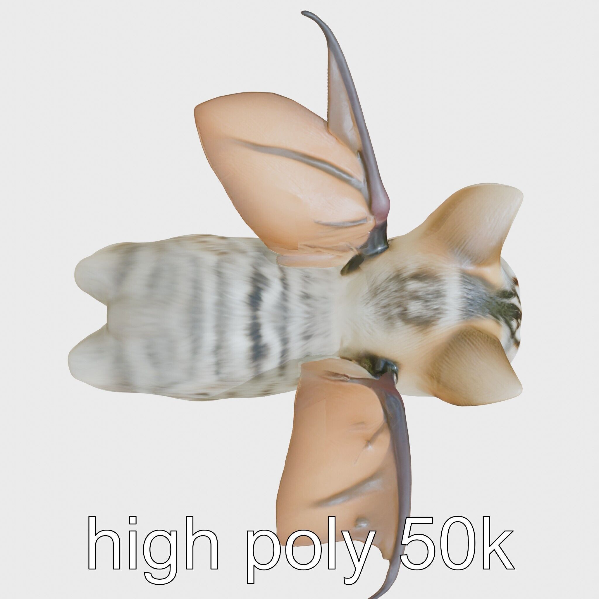 Flying Cat Bat Hybrid Creature model pack Low-poly 3D model_6