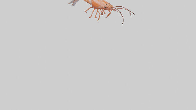 Shrimp darting in water model 3D model 5
