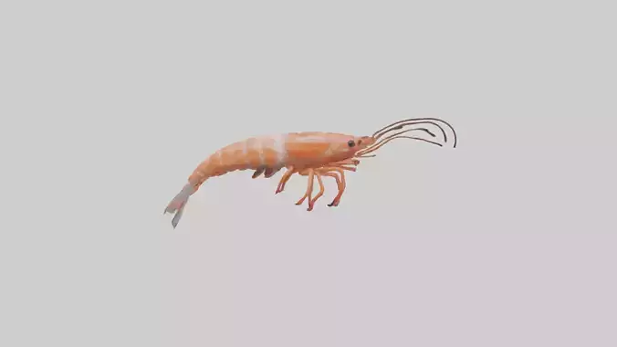 Shrimp darting in water model