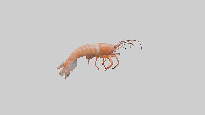 Shrimp darting in water model 3D model 2