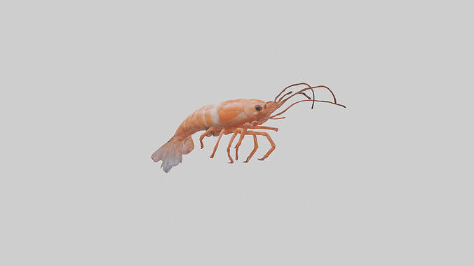Shrimp darting in water model 3D model 3
