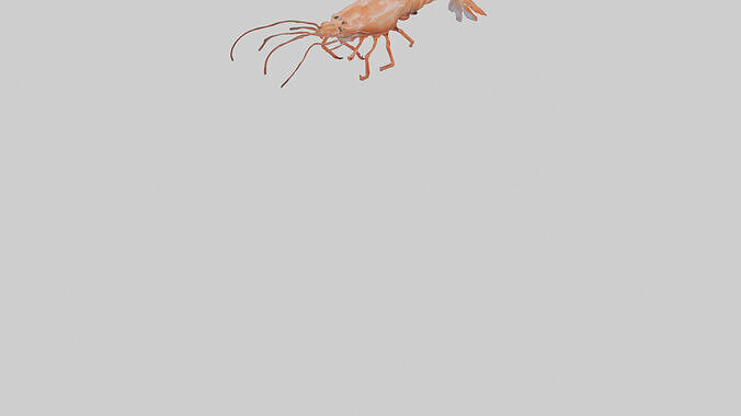 Shrimp darting in water model 3D model 7