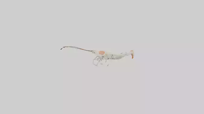 Shrimp Skeleton model