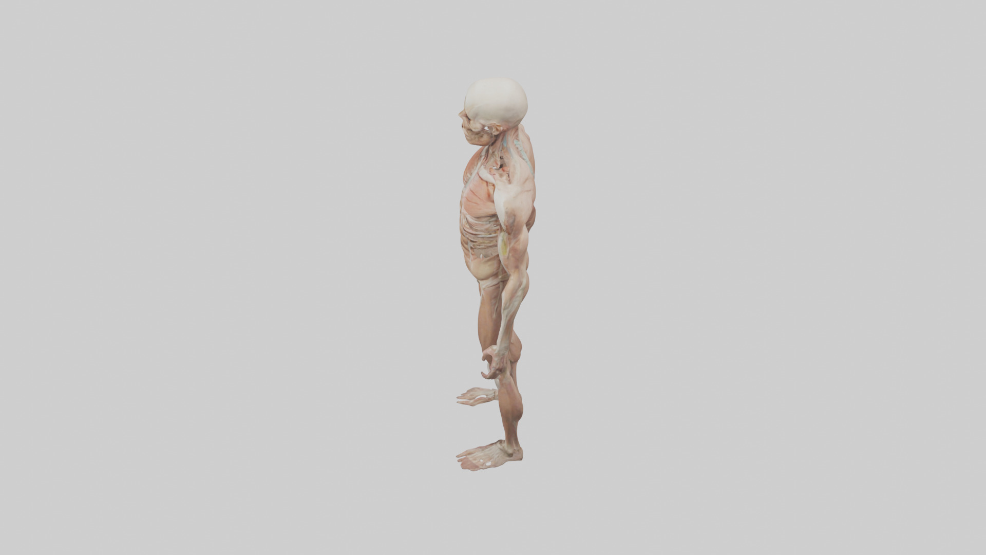 Skinless man model 3D model_17