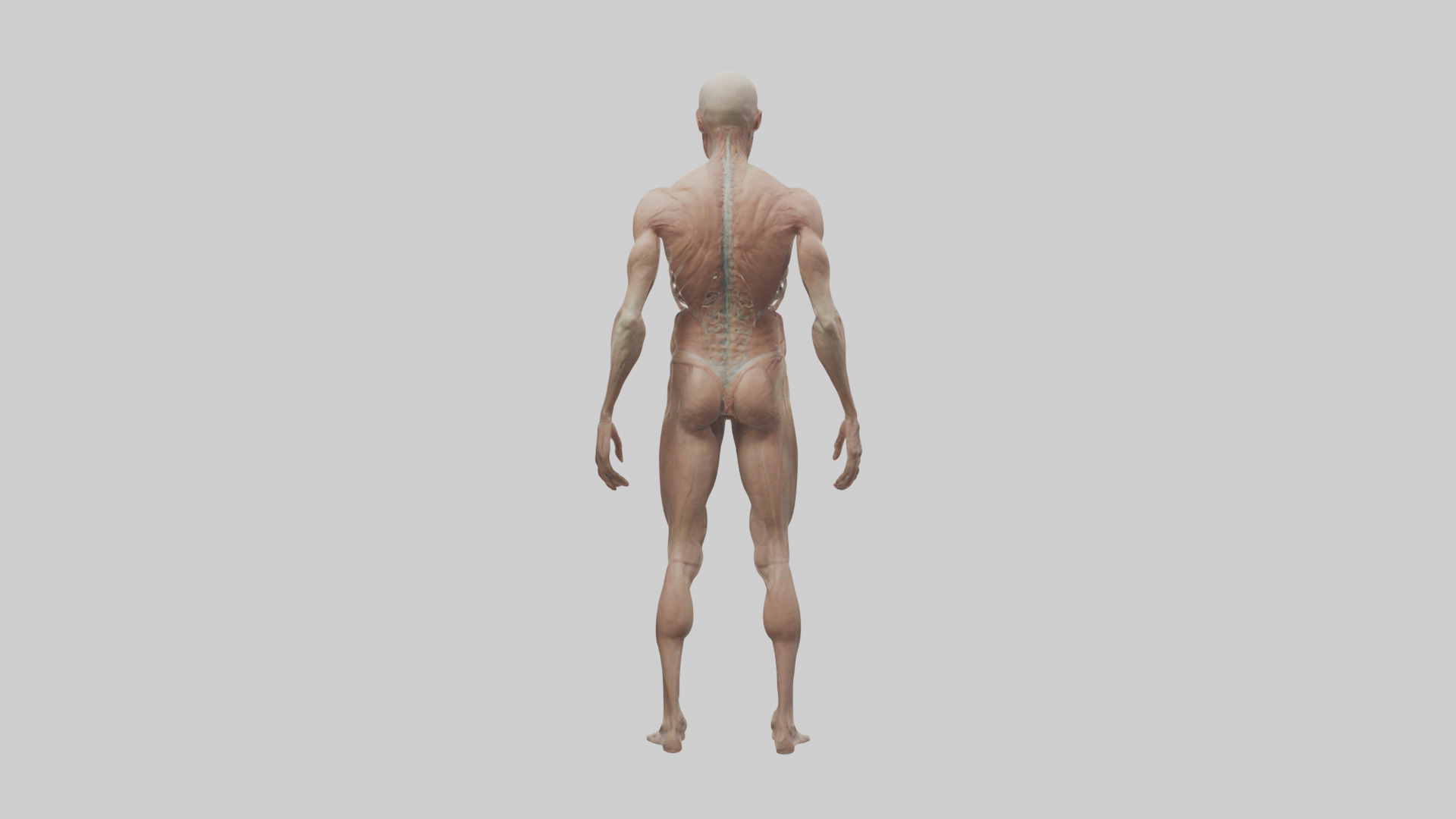 Skinless man model 3D model_2