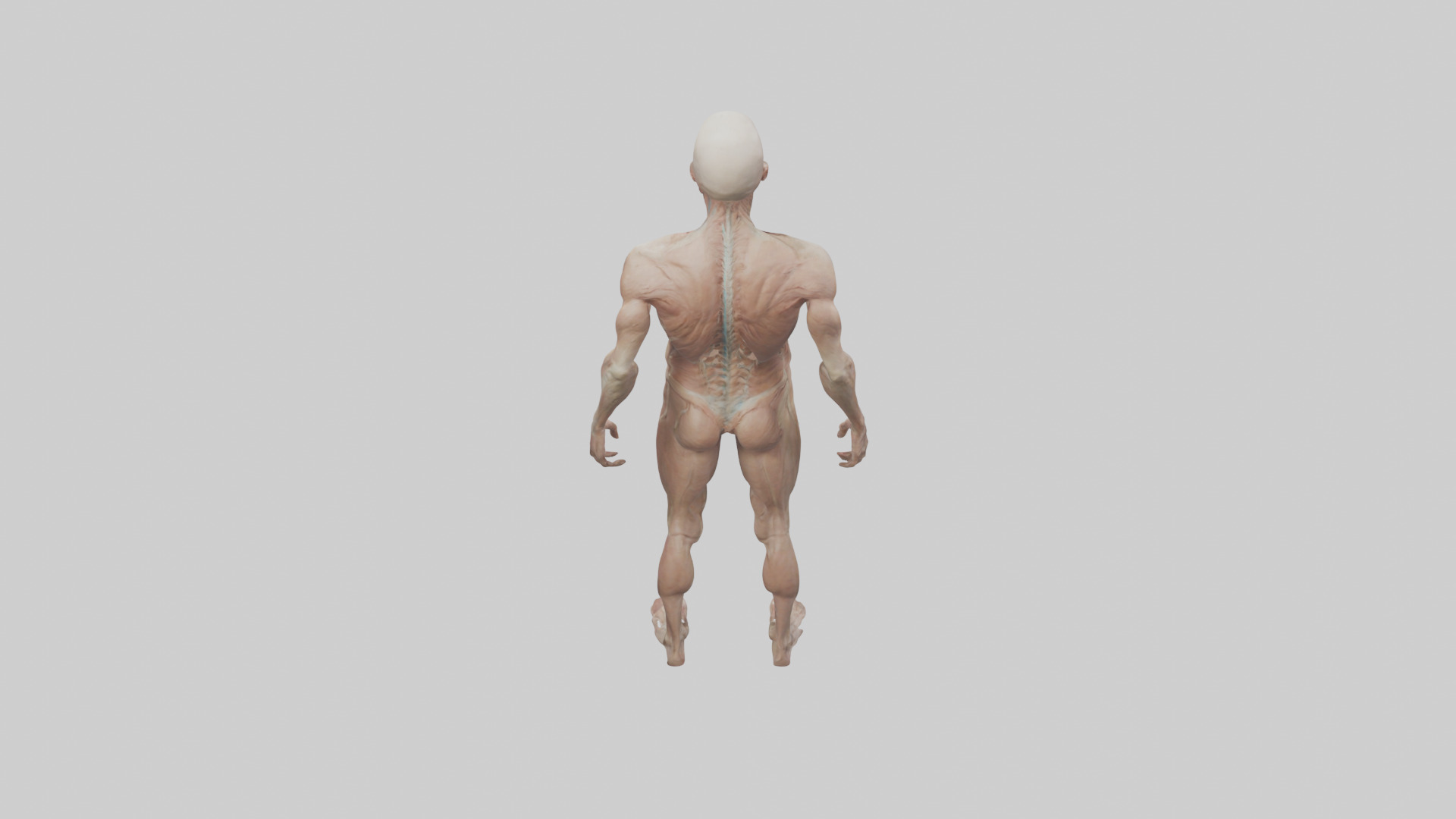 Skinless man model 3D model_15